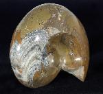 Manticoceras cf. intumescens (BEYRICH 1837) - Bild &copy; FossNet FossilienStore